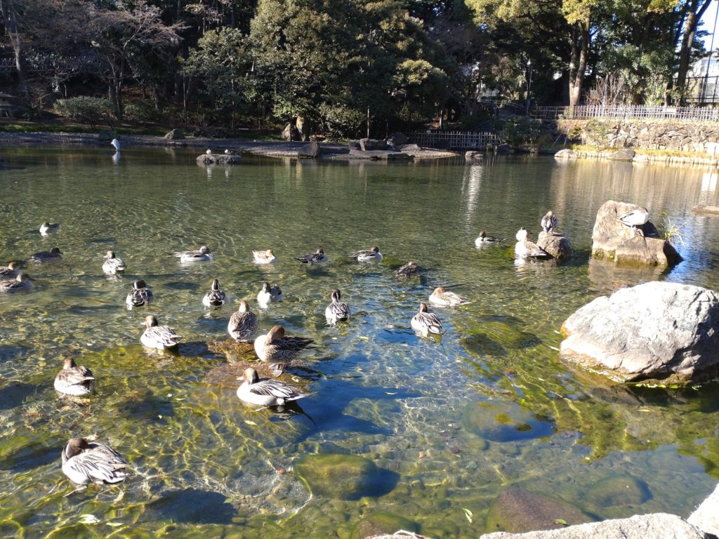戸越公園　池　鴨